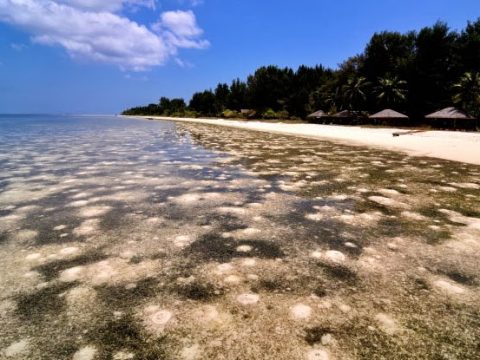 Underwater Beauty of Wakatobi Island Indonesia