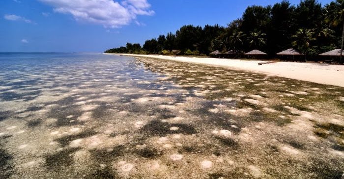 Underwater Beauty of Wakatobi Island Indonesia