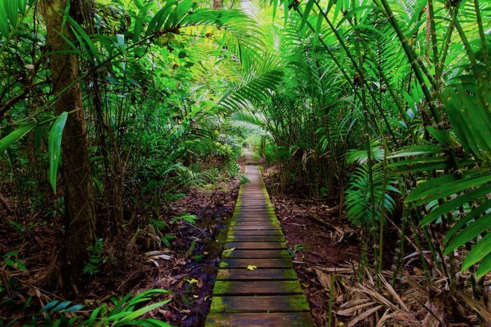 Ideas How To Experience The Borneo Rainforest Wonderful Adventure