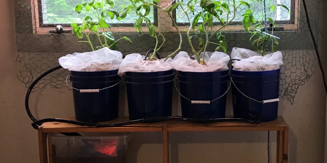 Dutch Bucket System A Brief Guide For The Gardeners