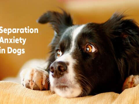 reduce your dog's separation anxiety