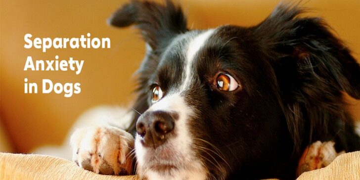 reduce your dog's separation anxiety